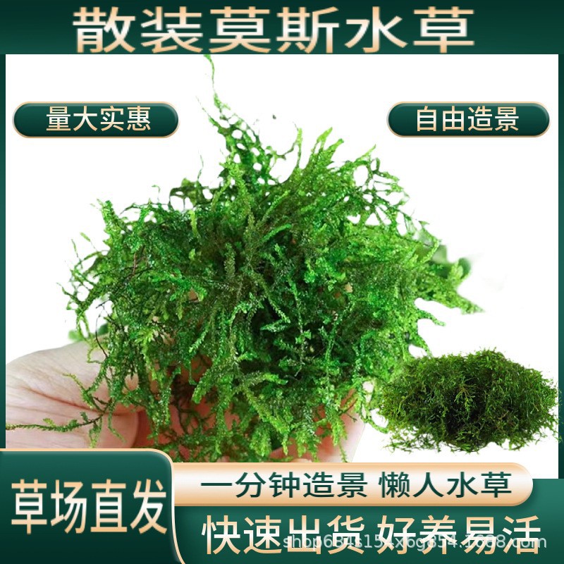 鱼缸垂泪莫斯造景懒人珊瑚增氧水草阴性植物装饰莫斯水草胶绑线