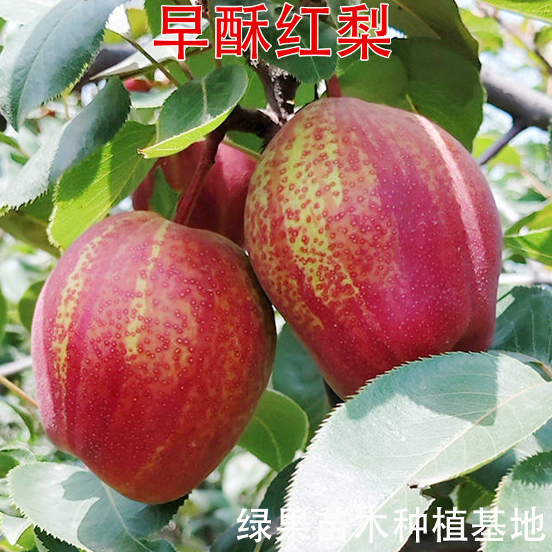 早酥红梨 早酥红梨苗 嫁接梨苗 早酥红梨树苗 红梨苗南方北方种植