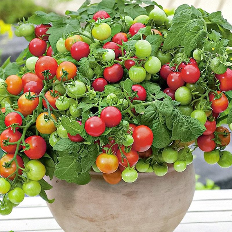 6 dwarf red tomato seedlings 6 trees