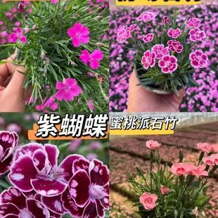 ����ʯ��������ҚWʯ�����_���Ĳ�ƺ�ͺ�����@���ͺ�ͥԺ���l