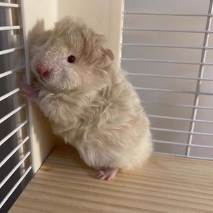 ���B������z���Lë���ڲ��ܲ��}��ɐ۽�����혌�����˺��B��