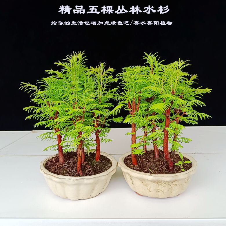 Metasequoia Bonsai Indoor Potted Saplings Money Pine Metasequoia Indoor Bedroom Desk Can Be Hydroponic Florals Metasequoia