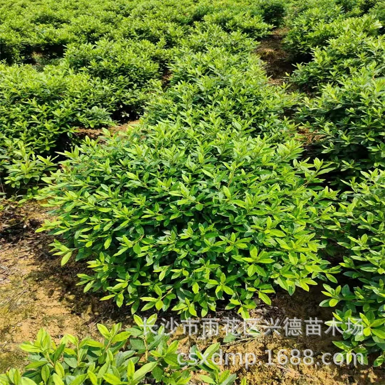 Оптовые шары азалии с шириной короны 80- 1m - 1.2m вечнозеленые кустарники летние шары азалии с полными характеристиками