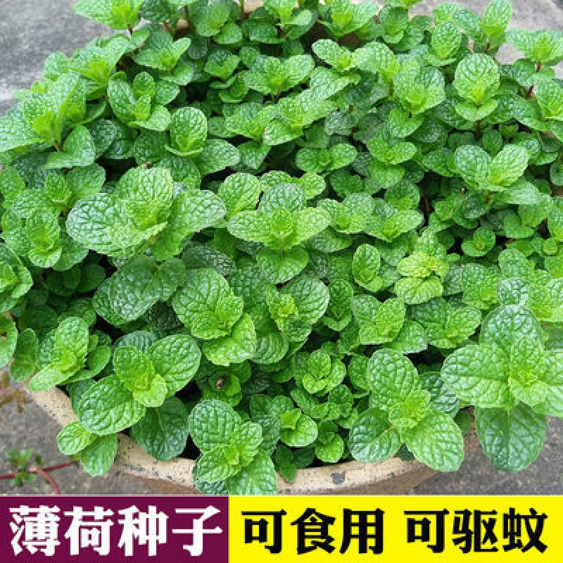 Семена мяты, съедобные горшечные растения мяты, средство от комаров, цветение в любое время года, семена ванили, легко живущие, семена комнатных цветов и овощей.