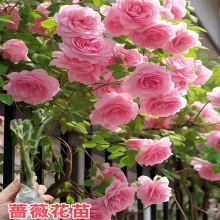 爬藤月季蔷薇花苗大花浓香庭院藤本花卉植物阳台盆栽玫瑰爬墙四季