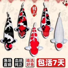 纯种日本锦鲤招财进口冷水观赏鱼红白三色庭院鱼池鱼苗鱼缸黄金鱼