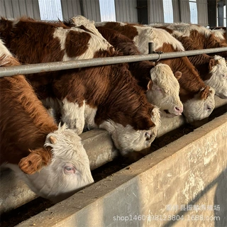 云南改良鲁西黄牛 山东肉牛犊6-7个月的西门塔尔牛价格