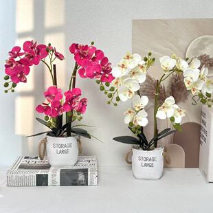 ���滨�����m���ԾGֲ24�������m�p���K��ĸ��Ҿ�����ٻ��b�Ʒ