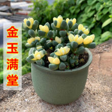 鹿角海棠锦多肉植物迷你可爱肉肉室内绿植花卉盆栽