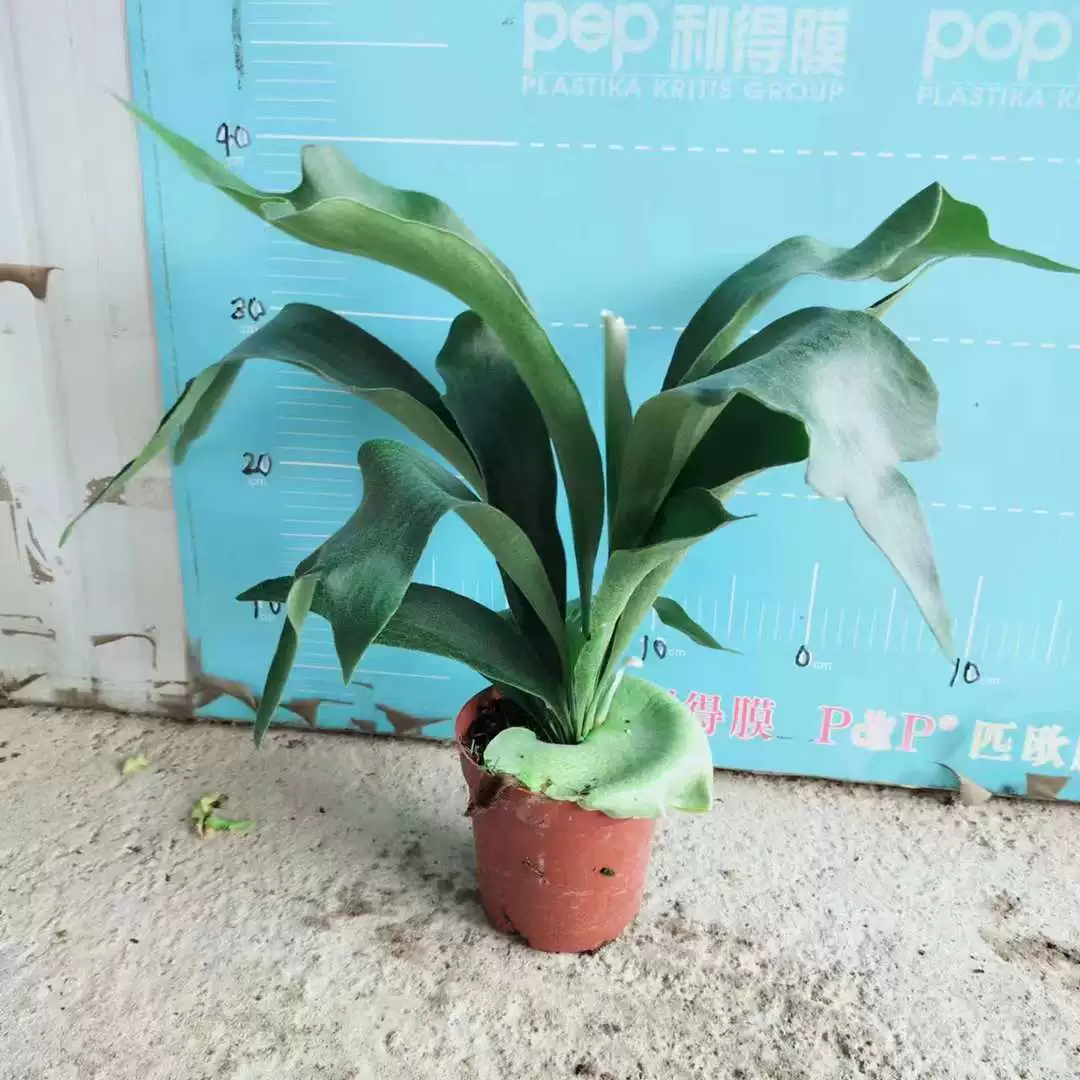 [Базовые прямые поставки] Лиственные растения Цветы Маленькие горшечные папоротники 140 Голландский олень Рог Pteris