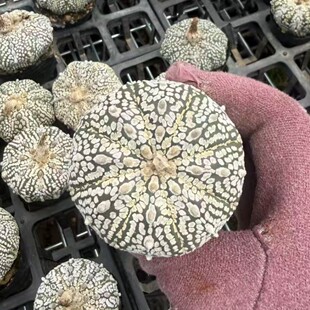 �� ��׶� ���� 5-6cm���o����������Ʒ���������Ƕ���