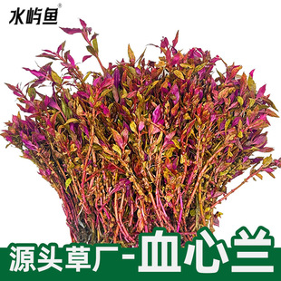 Ѫ���mˮ��ɢ�bˮ���~���쾰�[����ˮ���b�ˮ�����^�p�󾰲����l