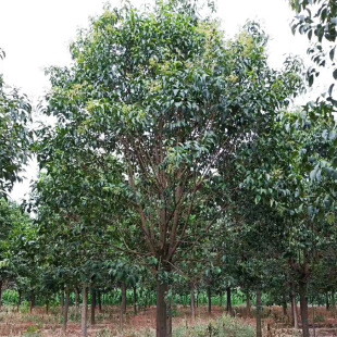 �G�����ش��~Ůؑ��� �ߗUŮؑ����� 8-30���ִֈ@��ֲ������