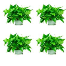 大叶绿萝盆栽室内新房客厅吸甲醛净化空气土培吊兰绿箩植物包邮