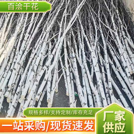 白桦树枝2-3米橱窗装饰树杈农家乐酒店园林景观背景底板摆件批发