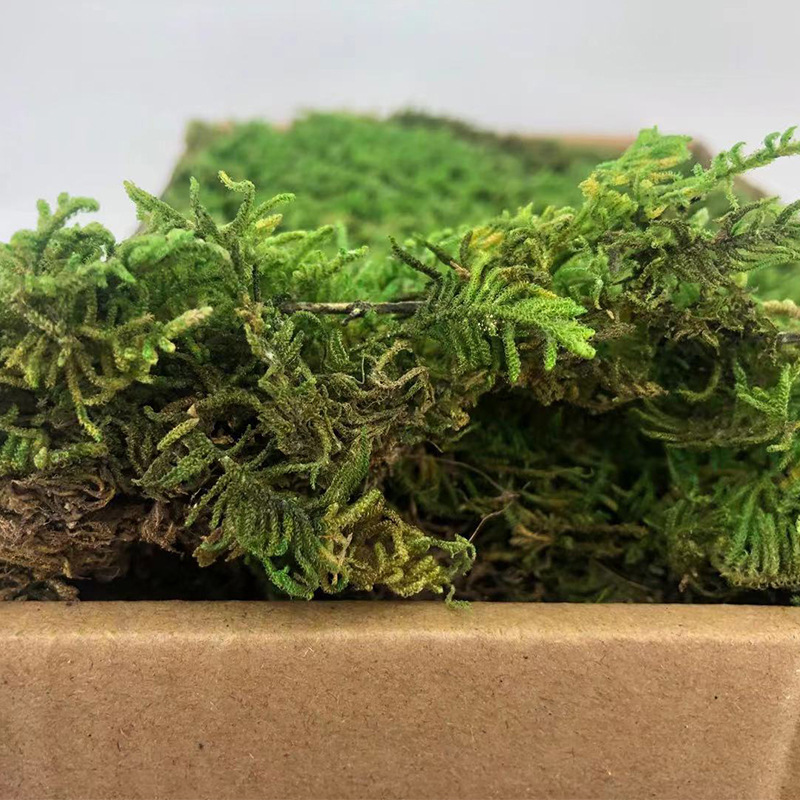 Inmortal musgo gris grande vegetación musgo seco paisaje decoración musgo césped verde planta pared de fondo de flor seca