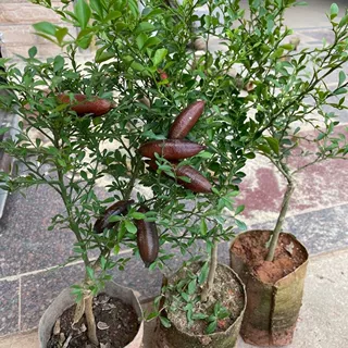 澳洲手指柠檬树苗 新品种手指柠檬苗指橙苗鱼子酱柠檬苗盆栽地栽