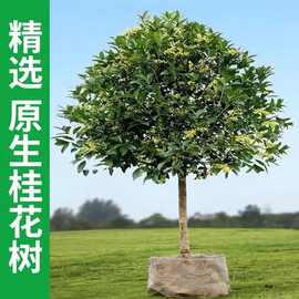 大型别墅地栽盆栽桂花树苗八月黄金桂丹桂庭院植物耐寒四季绿化