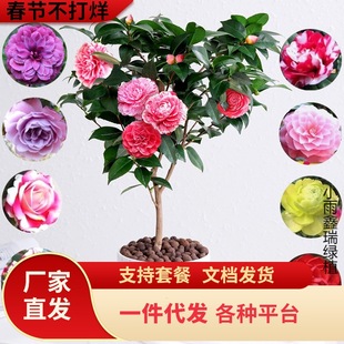 һ�����l�軨����ɽ�軨�����辰�Gֲ�ﻨ���^��ͥԺ�̨�Nޱ