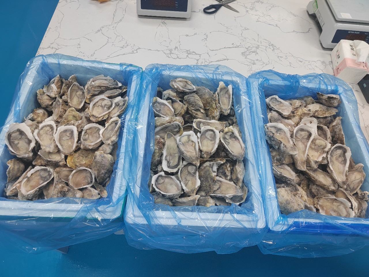 烧烤半壳生蚝便宜自助餐生蚝牡蛎肉街边摆摊烧烤蒜蓉生蚝