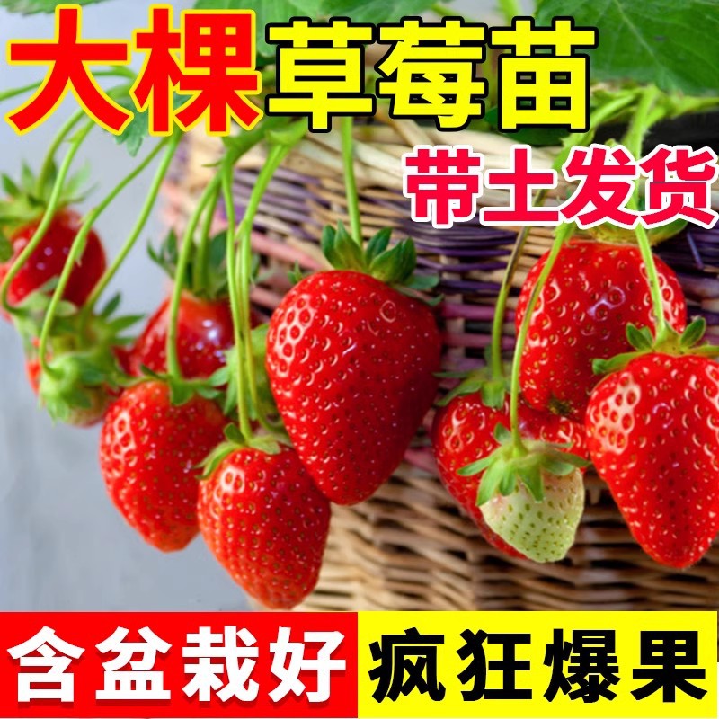 草莓苗四季奶油草莓带土带叶盆栽地栽南北方种植阳台食用甜王