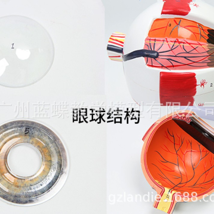 Modelo de ojo humano 6 veces la ampliación del modelo de ojo de cinco-departamento oficial estructura del ojo anatomía modelo de enseñanza