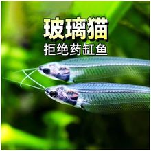 玻璃猫热带淡水观赏鱼透明鱼进口蓝三线小型鱼水草缸奇特宠物鱼