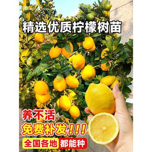 Perfume Lemon Tree Seedlings, Four-Season Potted Plants with Fruit Seedlings, Edible Indoor Courtyard Planting in the North and South, Bearing Fruit in the Same Year
