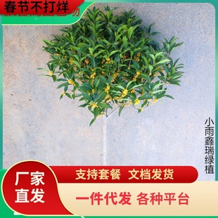 һ�����l�𻨘����ļ�����ͻ��ܰ���ͥԺԭ���ߗU������̨�w��