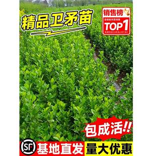 �����lì�ͺ����ٻ��ܷ�������ͥԺ��Ԯֲ���ļ����ཱུ���o�¾Gֲ