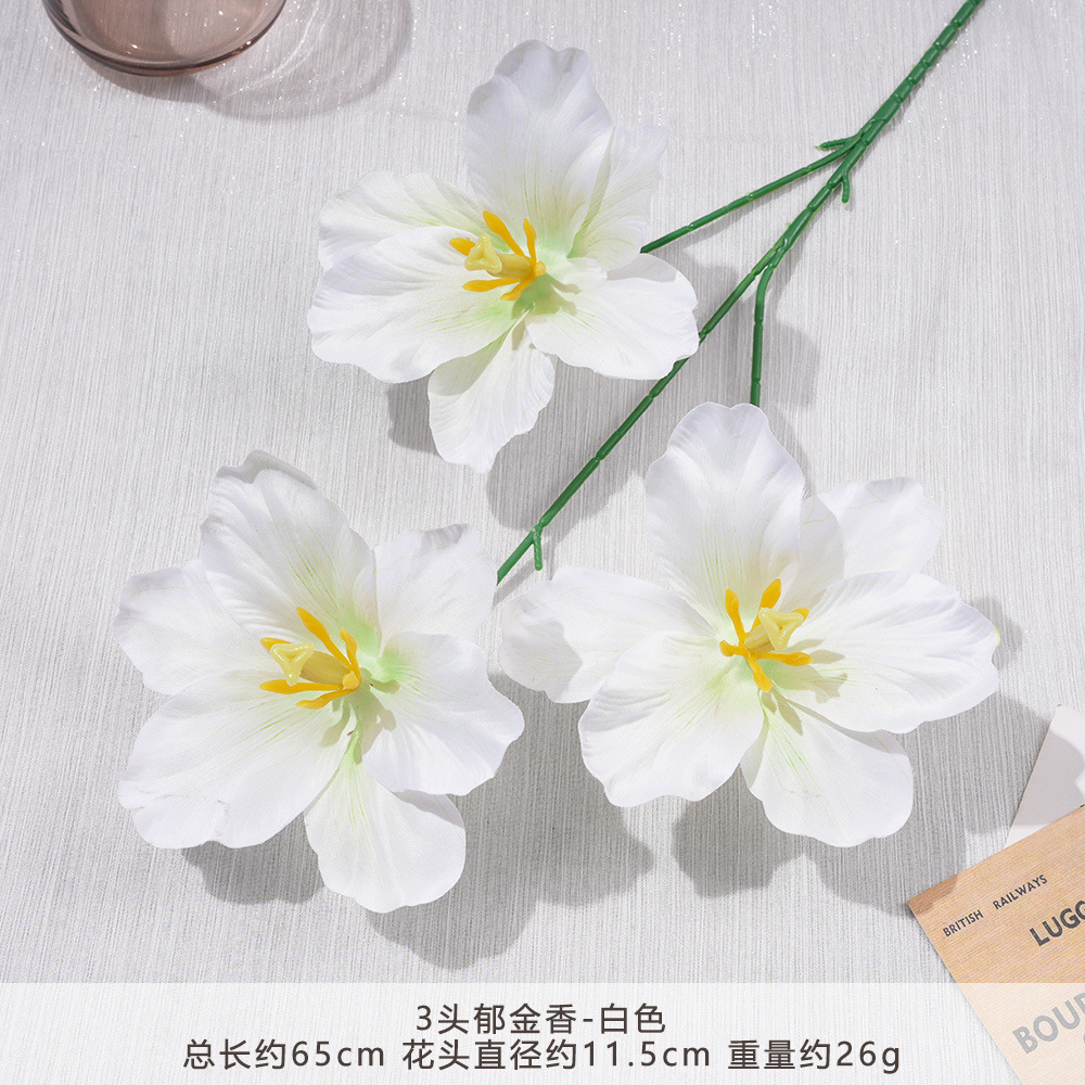 FY-3 ทิวลิป-ขาว