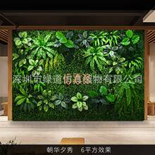 �����AϦ�㡿����ֲ�1ƽ���|�����w�Gֲ���bGɫ�W�t����