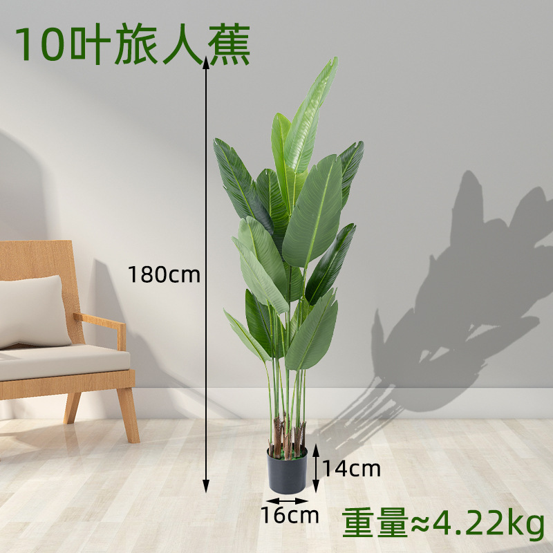10 hojas de 180 cm de plátano