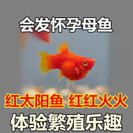胎生鱼 红太阳鱼 直接生小鱼 红玛丽鱼 红皮球鱼 红剑鱼 包邮包损