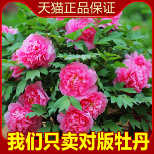 һ�����lƷ�Nĵ�������ذ��������ͥԺ�̨�����ļ��_����ѿ��