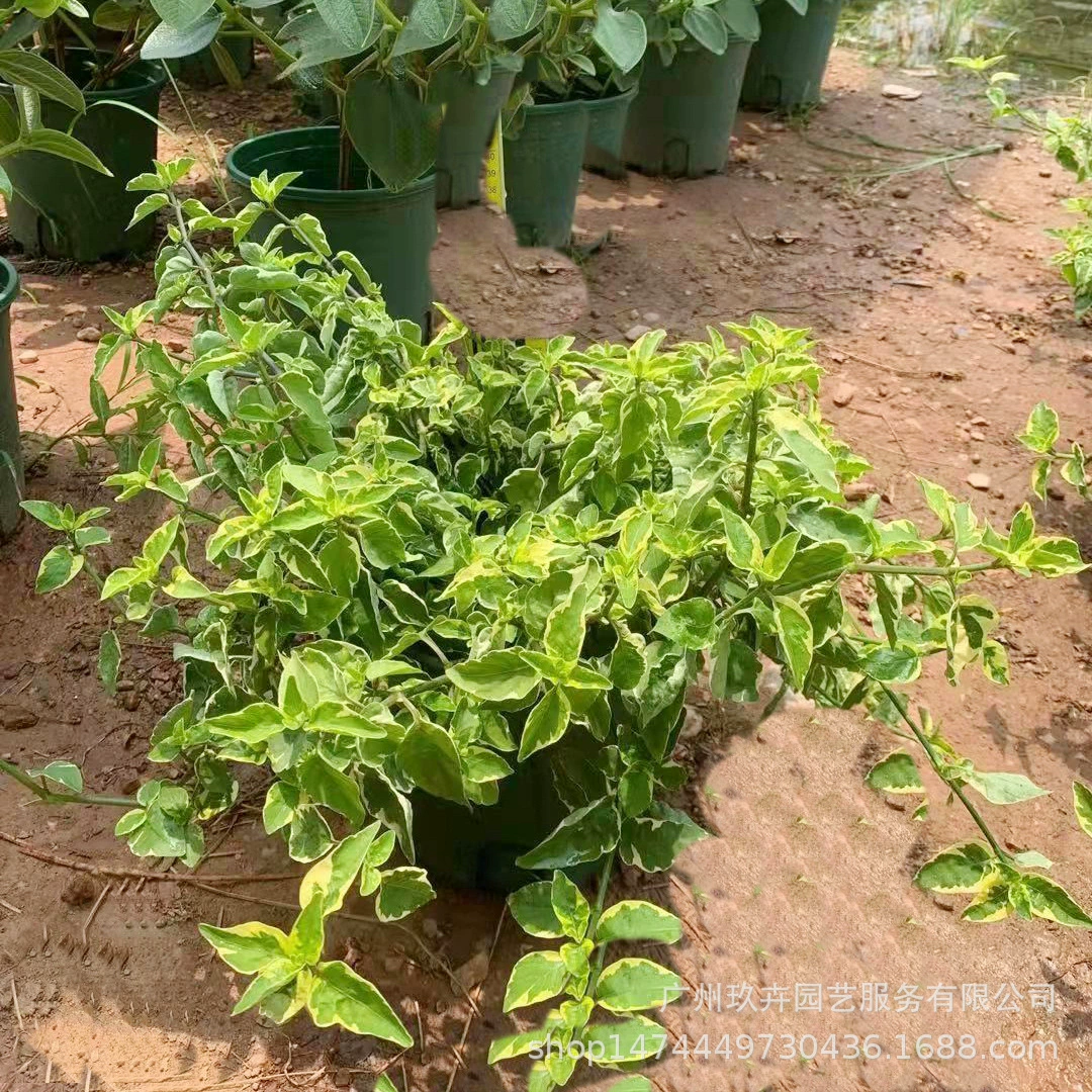 Цветок и лист Сто тысяч неправильных многолетних цветочных и листовых растений Гостиная Балкон Цветочный сад Цветочное зеркало Парк Двор Зеленые растения