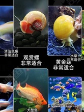 观赏虾除藻虾淡水鲜活黑壳虾清洁鱼耐活好养热带观赏鱼宠物水晶虾