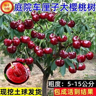 一件代发车厘子大樱桃树苗正宗地栽嫁接苗盆栽当年结果南北方种植