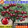 盆栽种植地栽正宗嫁接苗