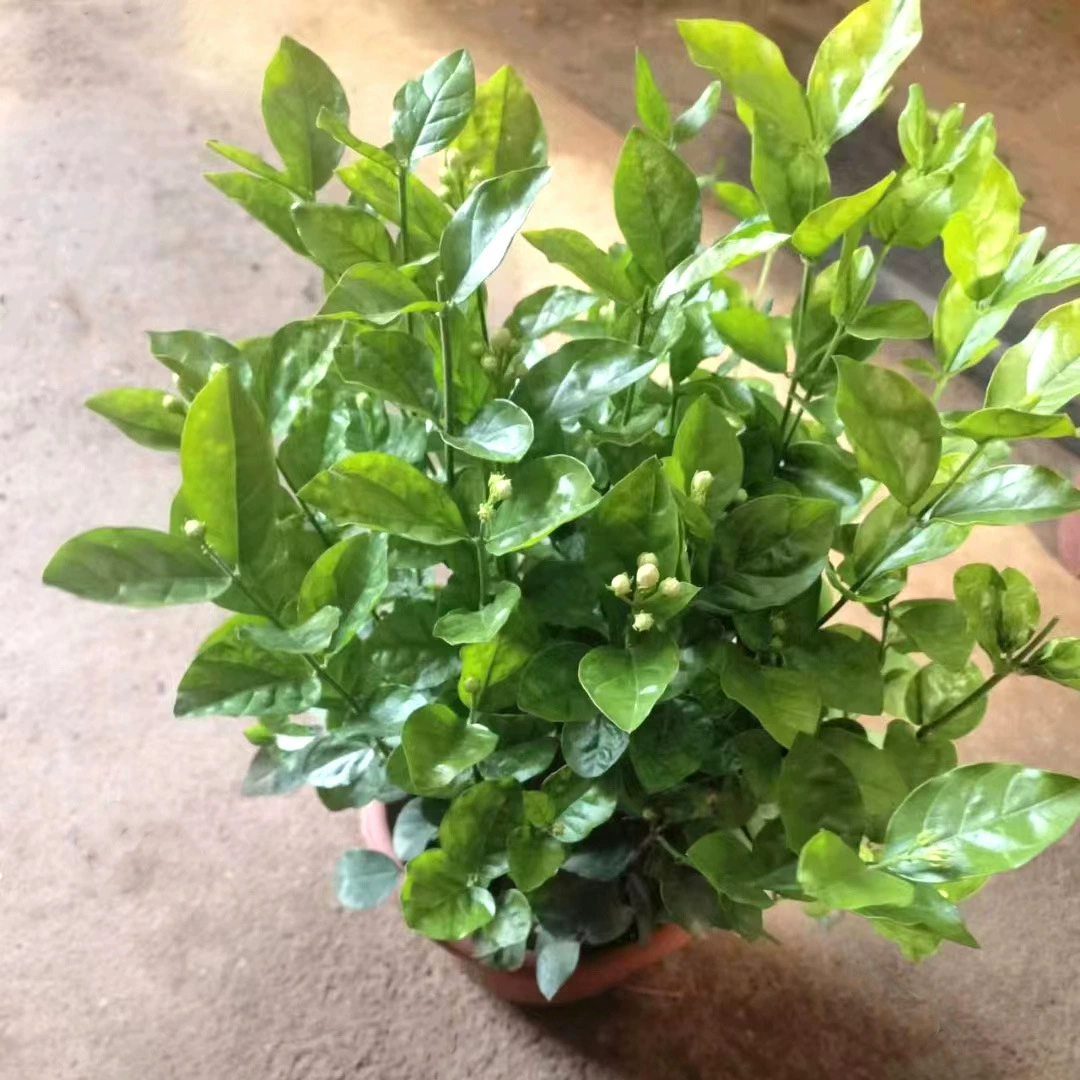 Жасмин Растение в горшке Крытый балкон Просмотр цветов Четыре сезона Зеленые растения Постоянно цветущие Антимоскитные растения Аромат очищает воздух