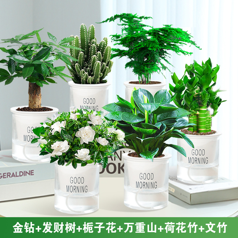 골든 다이아몬드 + 머니 트리 + 치자나무 + 완중산 + 연꽃 대나무 + 아스파라거스 + 6개의 좋은 아침 분지 + 영양액