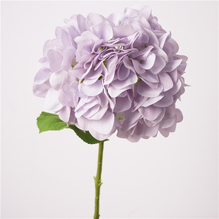 �ָПo�M�����ｑ��  �ߙn�����ָл�c�ҾӔzӰ�bӰ巿��Ʒ