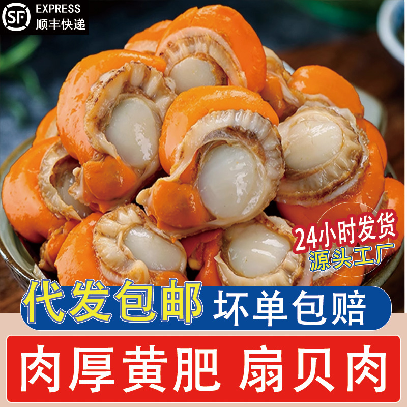 Fresh Vacuum-Packed Scallop Meat with Dry Ice, Large Fresh Yellow Scallops, Fresh Yellow Clams, Large Frozen Seafood Wholesale