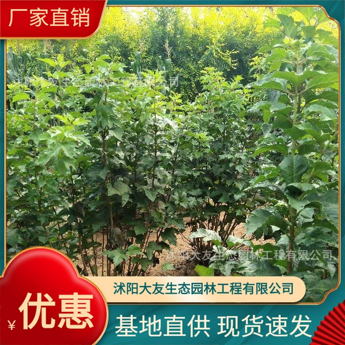 Tianmu Qionghua Base Оптовая продажа Ландшафтный проект живописного района самостоятельного производства Озеленение рассады Полоса куриного дерева