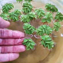 ���~Ƽ ˮ�มƼ��ˮ��ֲ���~���쾰�ײ�ˮܽ�؃���ˮ�|�ݸ�����