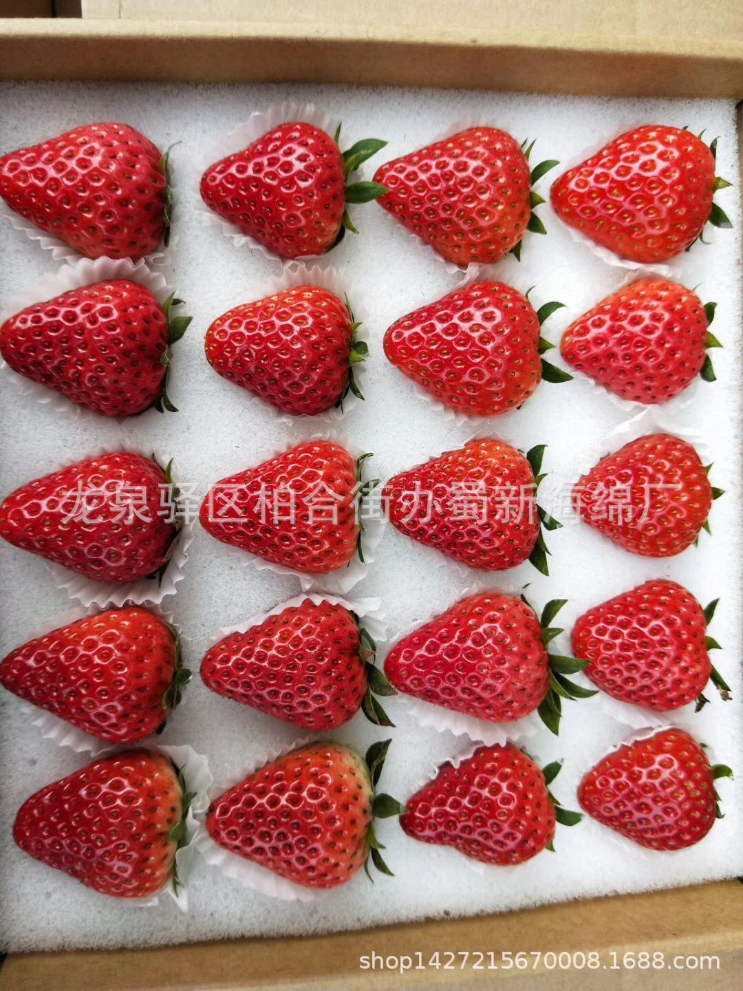 厂家供应66枚77枚88枚草莓白色海绵包装/周转箱草莓包装海绵