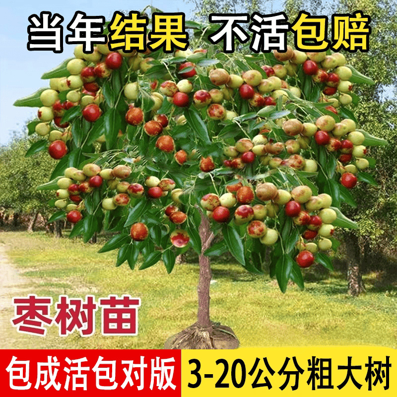 枣树活苗特大庭院果树超甜冰糖冬枣潘枣树活苗南方北方种植枣树苗