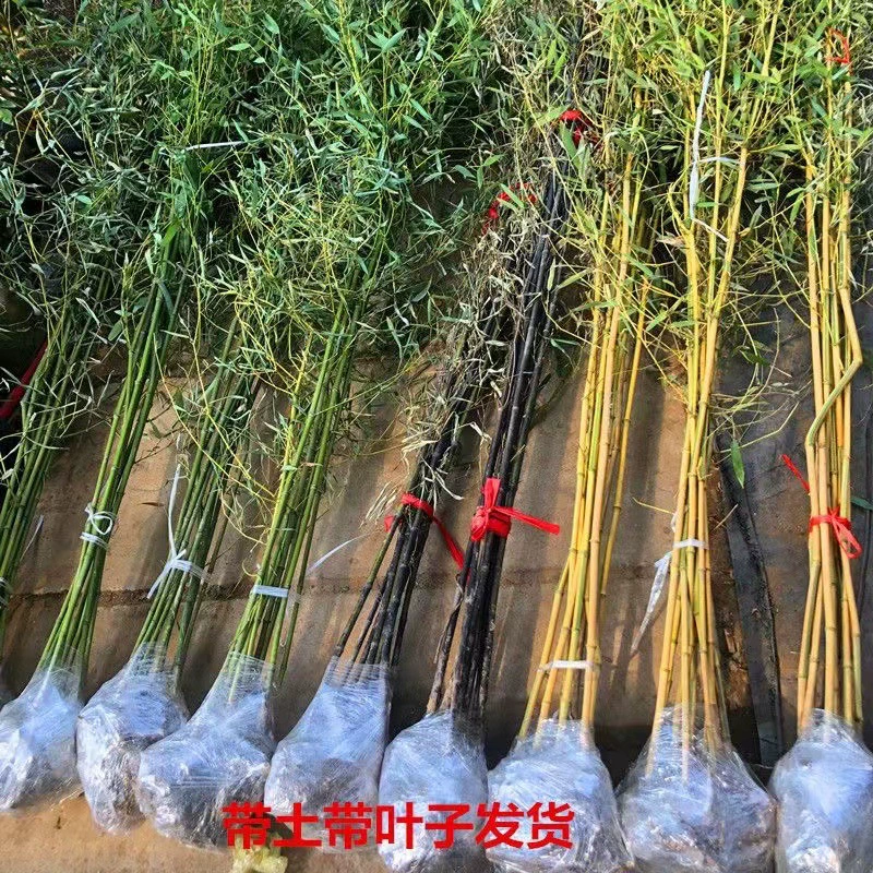 Бамбуковые саженцы оптом: садовые, в горшках, декоративные, для ландшафтного дизайна, озеленения, ограждений, вилл, балконов, зеленые бамбуковые саженцы