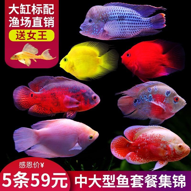 麒麟元寶羅漢黃血鹦鹉地圖魚紅尾皇冠財神熱帶觀賞魚活體