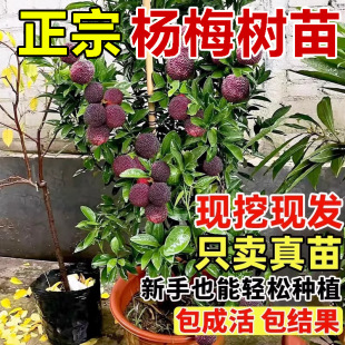 ���ږ|����÷���ɾӗ�÷����������ش�̖��̿�|����÷��